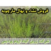 مارچوبه, نشا مارچوبه, نهال مارچوبه, نشای مارچوبه, نشائ مارچوبه, نشاء مارچوبه, قیمت نشا مارچوبه, قیمت نهال مارچوبه, تولید نشا مارچوبه, تولید نهال مارچوبه, فروش نشا مارچوبه, فروش نهال مارچوبه, خرید نشا مارچوبه, خرید نهال مارچوبه