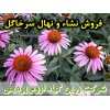 سرخارگل, نشا سرخارگل, نهال سرخارگل, نشای سرخارگل, نشائ سرخارگل, نشاء سرخارگل, قیمت نشا سرخارگل, قیمت نهال سرخارگل, تولید نشا سرخارگل, تولید نهال سرخارگل, فروش نشا سرخارگل, فروش نهال سرخارگل, خرید نشا سرخارگل, خرید نهال سرخارگل