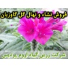 گل گاوزبان, نشا گل گاوزبان, نهال گل گاوزبان, نشای گل گاوزبان, نشائ گل گاوزبان, نشاء گل گاوزبان, قیمت نشا گل گاوزبان, قیمت نهال گل گاوزبان, تولید نشا گل گاوزبان, تولید نهال گل گاوزبان, فروش نشا گل گاوزبان, فروش نهال گل گاوزبان, خرید نشا گل گاوزبان, خرید نه