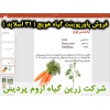 هویج, پاورپوینت هویج, ارائه هویج, دانلود پاورپوینت هویج, اسلاید هویج  برای ارائه در کلاس, گیاه‌شناسی هویج, نام انگلیسی هویج, اسم علمی هویج, خانواده هویج, منشأ هویج, طبقه بندی هویج, ارزش غذایی هویج, اهمیت اقتصادی هویج, شرایط آب و هوایی مناسب برای کاشت هویج
