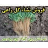 گل راعی, نشا گل راعی, نشای گل راعی, نشائ گل راعی, نشاء گل راعی, قیمت نشا گل راعی, تولید نشا گل راعی, فروش نشا گل راعی, خرید نشا گل راعی, نشا ریشه لخت, نشا سینی نشا, کیسه ای, گلدانی