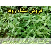 زوفا, نشا زوفا, نشای زوفا, نشائ زوفا, نشاء زوفا, قیمت نشا زوفا, تولید نشا زوفا, فروش نشا زوفا, خرید نشا زوفا, نشا ریشه لخت, نشا سینی نشا, کیسه ای, گلدانی
