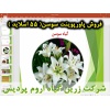 سوسن لیلیوم, گل سوسن لیلیوم, پاورپوینت سوسن لیلیوم, گل زینتی, ارائه سوسن لیلیوم, دانلود پاورپوینت سوسن لیلیوم, اسلاید سوسن لیلیوم برای ارائه در کلاس, گیاه شناسی, چرخه رشد, کاشت, بستر کاشت, انتخاب رقم سوسن, شرایط محیطی تولید سوسن, دمای مورد نیاز سوسن , نور