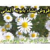 بابونه آلمانی, نشا بابونه آلمانی, نشای بابونه آلمانی, نشائ بابونه آلمانی, نشاء بابونه آلمانی, قیمت نشا بابونه آلمانی, تولید نشا بابونه آلمانی, فروش نشا بابونه آلمانی, خرید نشا بابونه آلمانی, نشا ریشه لخت, نشا سینی نشا, کیسه ای, گلدانی