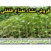 نعناع فلفلی, نشا نعناع فلفلی, نشای نعناع فلفلی, نشائ نعناع فلفلی, نشاء نعناع فلفلی, قیمت نشا نعناع فلفلی, تولید نشا نعناع فلفلی, فروش نشا نعناع فلفلی, خرید نشا نعناع فلفلی, نشا ریشه لخت, نشا سینی نشا, کیسه ای, گلدانی, کاشت نشاء نعناع فلفلی, کاشت نعناع فلف