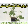 شمعدانی معطر, نشا شمعدانی معطر, شمعدانی عطری, نشای شمعدانی معطر, نشائ شمعدانی معطر, نشاء شمعدانی معطر, قیمت نشا شمعدانی معطر, تولید نشا شمعدانی معطر, فروش نشا شمعدانی معطر, خرید نشا شمعدانی معطر, نشا ریشه لخت, نشا سینی نشا, کیسه ای, گلدانی