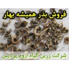 همیشه بهار, بذر همیشه بهار, فروش بذر همیشه بهار, خرید بذر همیشه بهار, قیمت بذر همیشه بهار, کاشت بذر همیشه بهار, کشت بذر همیشه بهار, زراعت بذر همیشه بهار, تولید بذر همیشه بهار, رشد بذر همیشه بهار, سبز شدن بذر همیشه بهار, بذرگیری از همیشه بهار