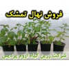 تمشک, نهال تمشک, رزبری, نهال رزبری, فروش نهال تمشک, خرید نهال تمشک, تولید نهال تمشک, کاشت نهال تمشک, کشت نهال تمشک, زراعت نهال تمشک, روش‌های کشت نهال تمشک, کوددهی باغات تمشک, آبیاری تمشک, مدیریت خاک در باغات تمشک, عملیات زراعی در باغات تمشک