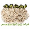 گلرنگ, بذر گلرنگ, فروش بذر گلرنگ, خرید بذر گلرنگ, قیمت بذر گلرنگ, کاشت بذر گلرنگ, کشت بذر گلرنگ, زراعت بذر گلرنگ, تولید بذر گلرنگ, رشد بذر گلرنگ, سبز شدن بذر گلرنگ, بذرگیری از گلرنگ