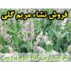 مریم گلی, نشا مریم گلی, نشای مریم گلی, نشائ مریم گلی, نشاء مریم گلی, قیمت نشا مریم گلی, تولید نشا مریم گلی, فروش نشا مریم گلی, خرید نشا مریم گلی, نشا ریشه لخت, نشا سینی نشا, کیسه ای, گلدانی
