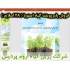 گیاه استویا, پاورپوینت استویا, ارائه استویا, دانلود پاورپوینت استویا, اسلاید استویا برای ارائه در کلاس, مشخصات گیاه استویا, نام انگلیسی استویا, نام علمی استویا, خانواده استویا, کرک روی ساقه استویا, برگ گیاه استویا, ریشه گیاه استویا, گل گیاه استویا, بذر گی