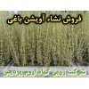 آویشن, اویشن, نشا آویشن باغی, نشا اویشن, نشای آویشن, نشائ آویشن, نشاء آویشن, قیمت نشا آویشن, تولید نشا آویشن, فروش نشا آویشن, خرید نشا آویشن, نشا ریشه لخت, نشا سینی نشا, کیسه ای, گلدانی