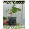 انگور سفید بی دانه, نهال انگور سفید بی دانه, قلمه انگور سفید بی دانه, قیمت نهال انگور سفید بی دانه, تولید نهال انگور سفید بی دانه, تولید قلمه انگور سفید بی دانه, فروش نهال انگور سفید بی دانه, فروش قلمه انگور سفید بی دانه, خرید نهال انگور سفید بی دانه, خری