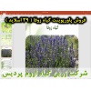 زوفا, گیاه زوفا, پاورپوینت زوفا, ارائه زوفا, دانلود پاورپوینت زوفا, اسلاید زوفا برای ارائه در کلاس, نام انگلیسی زوفا, نام علمی زوفا, خانواده زوفا, مشخصات گیاه زوفا, نیازهای اکولوژیکی زوفا, تناوب کاشت زوفا, مواد وعناصر غذایی مورد نیاز زوفا, آماده سازی خاک 