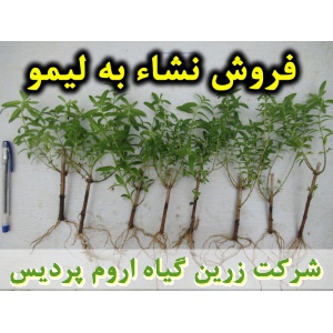 به لیمو, نشا به لیمو, نهال به لیمو, نشای به لیمو, نشائ به لیمو, نشاء به لیمو, قیمت نشا به لیمو, تولید نشا به لیمو, فروش نشا به لیمو, خرید نشا به لیمو, نشا ریشه لخت, نشا سینی نشا, کیسه ای, گلدانی