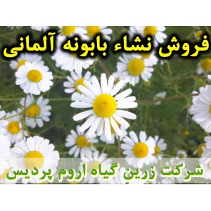 بابونه آلمانی, نشا بابونه آلمانی, نشای بابونه آلمانی, نشائ بابونه آلمانی, نشاء بابونه آلمانی, قیمت نشا بابونه آلمانی, تولید نشا بابونه آلمانی, فروش نشا بابونه آلمانی, خرید نشا بابونه آلمانی, نشا ریشه لخت, نشا سینی نشا, کیسه ای, گلدانی