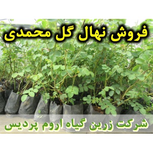 گل محمدی, نهال گل محمدی, قلمه گل محمدی, قیمت نهال گل محمدی, تولید نهال گل محمدی, تولید قلمه گل محمدی, فروش نهال گل محمدی, فروش قلمه گل محمدی, خرید نهال گل محمدی, خرید قلمه گل محمدی, قیمت قلمه گل محمدی