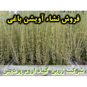 آویشن, اویشن, نشا آویشن باغی, نشا اویشن, نشای آویشن, نشائ آویشن, نشاء آویشن, قیمت نشا آویشن, تولید نشا آویشن, فروش نشا آویشن, خرید نشا آویشن, نشا ریشه لخت, نشا سینی نشا, کیسه ای, گلدانی